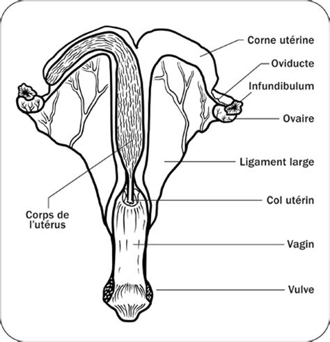 Anatomie Physiologie Et Reproduction De La Jument Ontario Ca