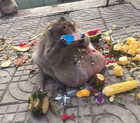 Obese Monkey Nicknamed Uncle Fatty Is Spotted Gorging On Tourists