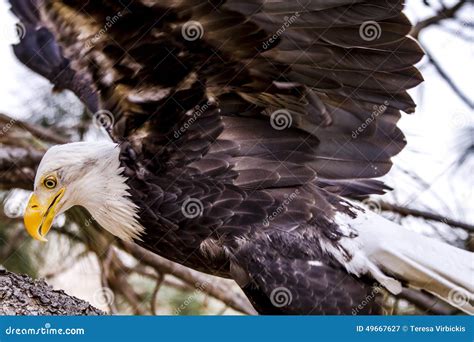 American Bald Eagle In Winter Setting Stock Image Image Of Beak Bald