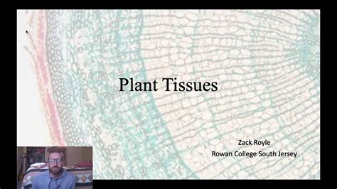 Plant Tissues Youtube