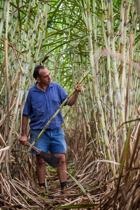 Andrew Watson Photography Sugar Cane Farmer Tully