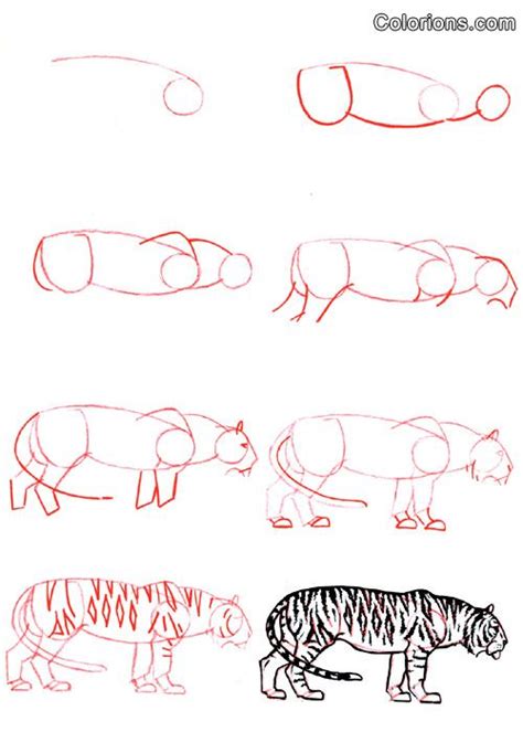 Comment Dessiner Un Tigre Facile apprendre à dessiner un tigre avec