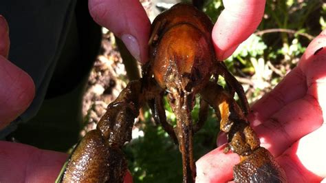 Crayfish Released Into River At Builth Wells Bbc News