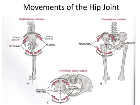 Crossfit Movement About Joints Part 5 The Hip