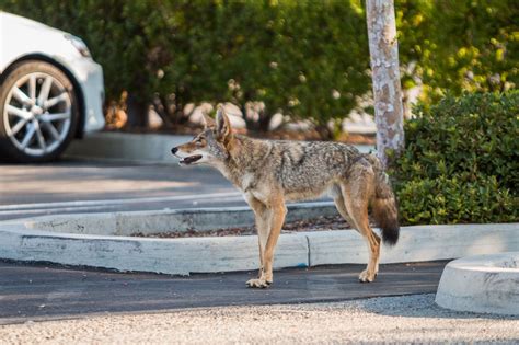 Coyote Information La Palma Ca Official Website