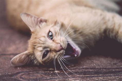 Why Does My Pregnant Cat Keep Meowing 3 Reasons Clever Pet Owners