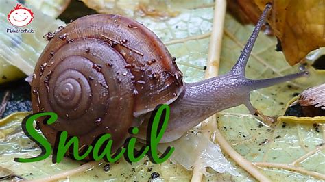 Snail Move 3 Animal Video Youtube