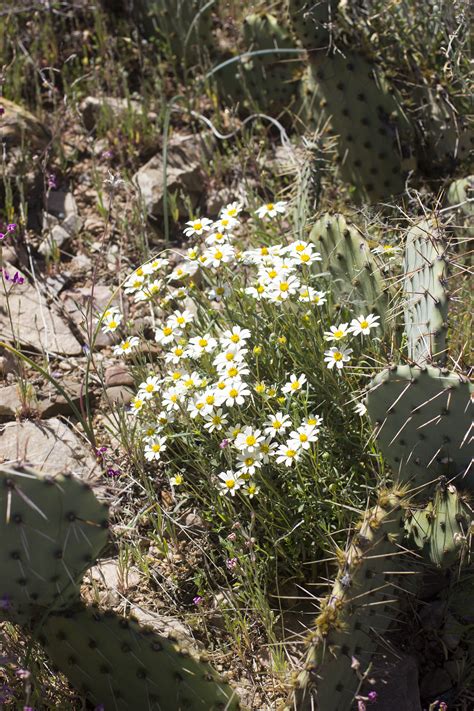 Desert Wildflowers 5 Autumn Makes And Does