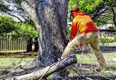 On average, homeowners across the u.s. What's the cost to remove a tree? Stump Removal? & More