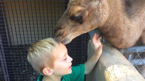 Funny Kids And Animals At The Zoo 🐎🐅🦍 Funny Zoo Animals