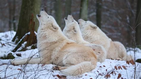 The gray wolf (canis lupus) and the red wolf (canis rufus). Amazing Video Shows Captive Arctic Wolves Howl In Choir