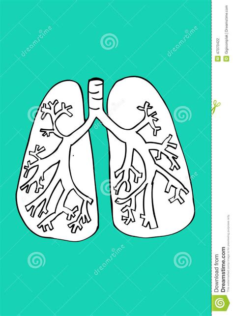 Hand Draw Sketch Of Anatomic Lungs Stock Vector Illustration Of