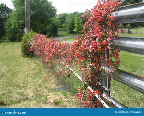 Cross Vine Stock Photo Image Of Flowers Texas Fence 83288686