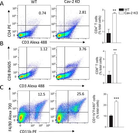 Llc Tumor Infiltrating Cd4 And Cd8 T Cells As Well As Macrophages In Wt