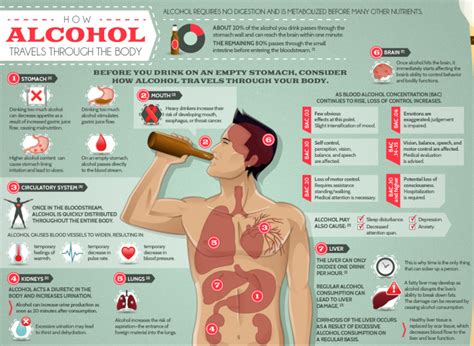 The Effects Of Alcohol On The Body Effects Of Alcohol Body Health