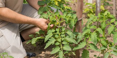 How To Tie Up Tomato Plants The Best Ties To Choose And Use