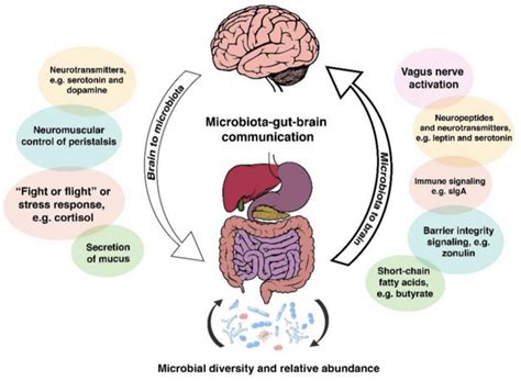 The Human Gut Microbiome And Depression And Anxiety Microbewiki