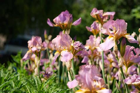 Pink Irises Close Up In The Garden Stock Image Image Of Foreground