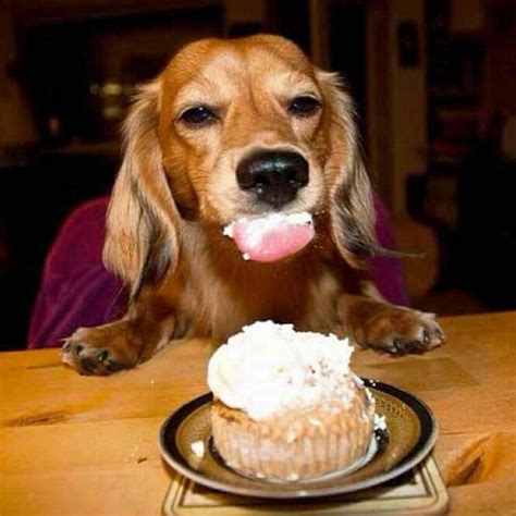 Latestpets On Instagram Dog Cake Recipes Dachshund Owner Dog Eating