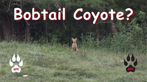 Bobtail Coyote Coyote Hunting East Tennessee Youtube