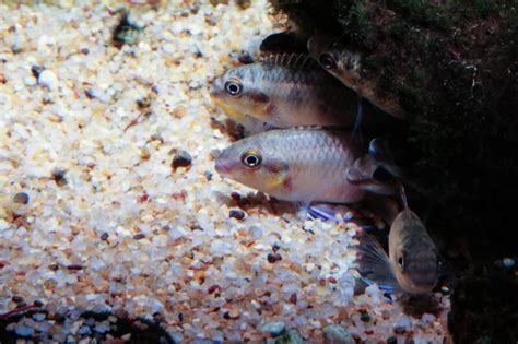 Kribensis Cichlid Care Guide Setup Mates And Diet