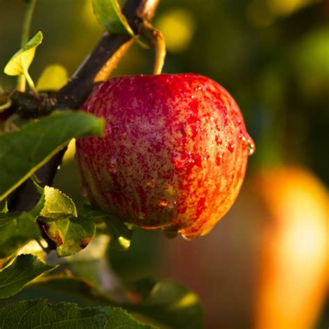 Pick Of The Week New Season Gala Apples Harris Farm Markets