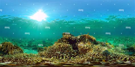 360° View Of Coral Reef And Fishes Underwater Alamy