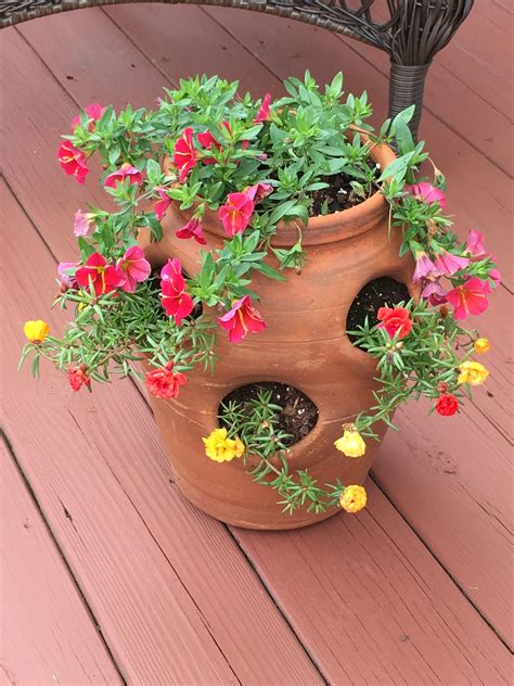 How to make a better strawberry pallet planter. Strawberry jar with million bells and portulaca - Modern ...