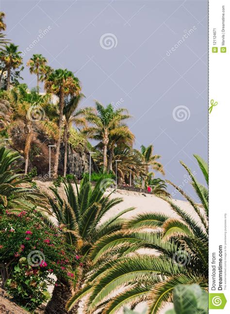 Orilla Del Mar Con Las Palmas Morro Jable Fuerteventura Imagen De Archivo Imagen De Belleza