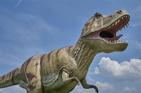 Dinosaur Prehistoric Carnivores Prehistoric Times T Rex
