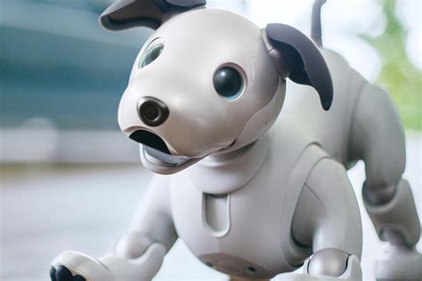 Những Thông Tin đầy Thú Vị Về Robot Dog Cute Và Công Nghệ điều Khiển Chúng
