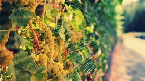Yellow Fruits Fence Fruit Grapes Hd Wallpaper Wallpaper Flare