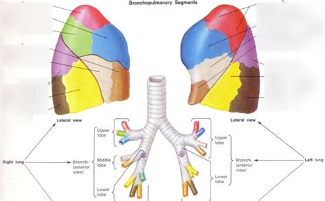 Lung Segments 2 Diagram Quizlet
