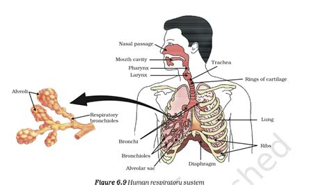 Human Respiratory System Class 10 Cbse Boards Ncert Life