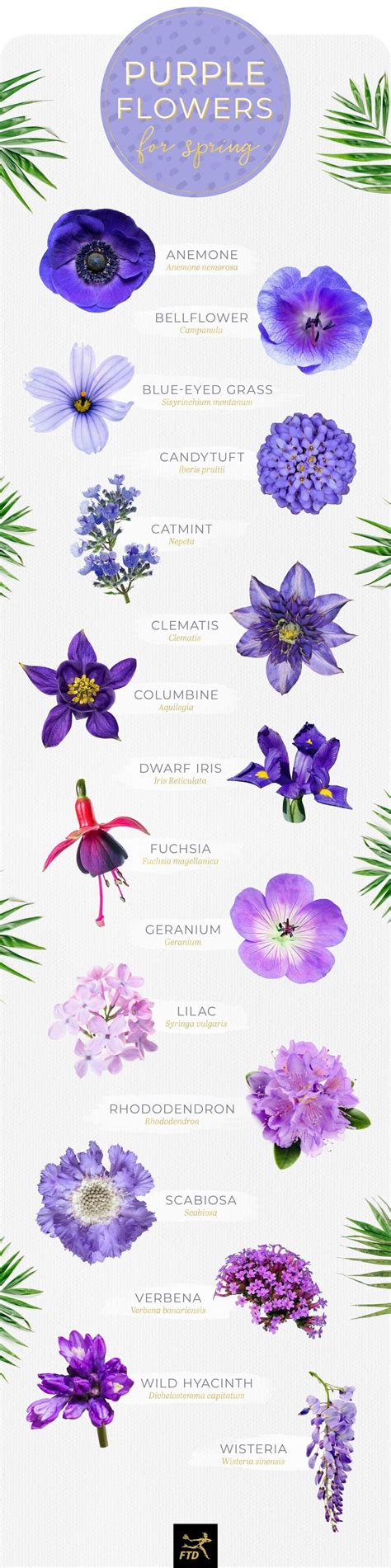50 Types Of Purple Flowers Types Of Purple Flowers Small