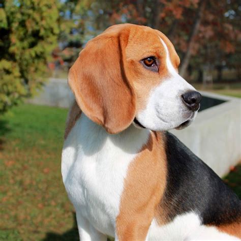 Hound Breeds Dog Breeds Beagle Breeders Pug Beagle Mix Pet Dogs