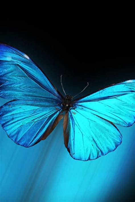 Iphone Wallpapers And Themes Bing Images With Images Blue Butterfly Wallpaper Butterfly