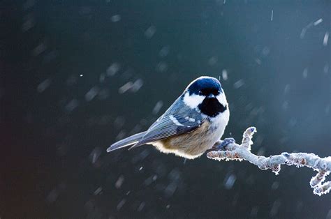 Garden Bird Photography Tips How To Capture Great Garden Bird Shots Amateur Photographer