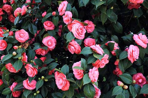 Tips For Growing Camellias In Containers Gardeners Path