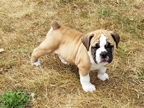 Old English Puppies For Sale Bulldog Lover