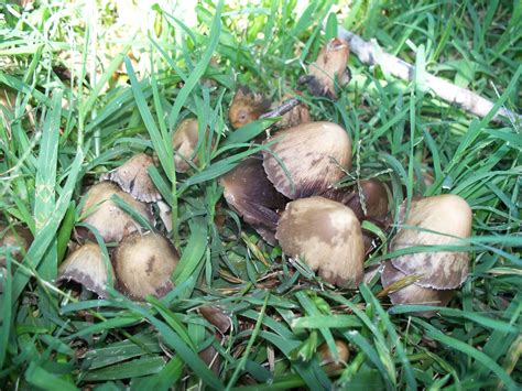 Texas Mushroom Identification Mushroom Hunting And Identification