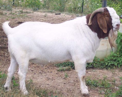 Goat Farming In India Modern Farming Methods