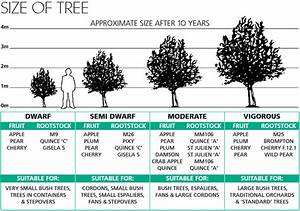 Size Of Tree Poster Walcot Organic Nursery