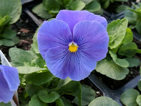 Pansies Green Thumb Yard Care Llc