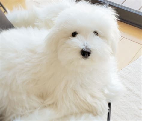 Coton De Tulear Breeders In The Usa With Puppies For Sale Puppyhero
