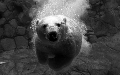 1680x1050 1680x1050 Animals Polar Bears Underwater Wallpaper  309