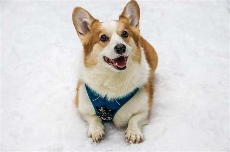 5 Fun Facts About Corgis You Probably Didnt Know