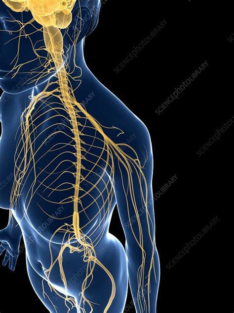 Female Nervous System Artwork Stock Image F0076998 Science