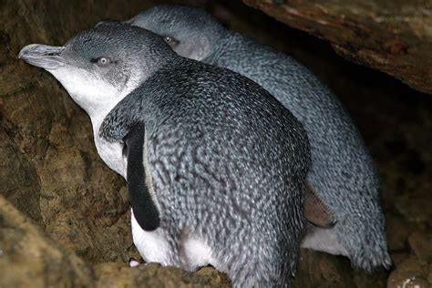Little Penguin Blue Birding Nz