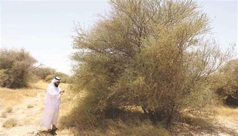 Conserving Qatars Plants Marhaba Qatar